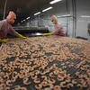Shrimp producers, exporters earn big from deep processing