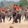 A glimpse into the one-of-a-kind elephant racing festival in Vietnam