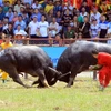 Buffalo Fight in Hai Phong - a unique aspect of the Vietnamese culture