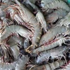 Shrimp - The top export product of Vietnam's agricultural sector