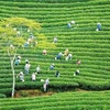 Discover the century-old tea growing region in Da Lat