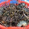 South Central – The "kingdom" of lobsters in Vietnam