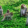 Monkey Island - An interesting destination in the city of Nha Trang