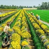 The beauty of Mekong Delta’s largest flower village