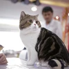 Fancy felines hit Hanoi for Vietnam’s first ever cat show