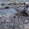 The farmer who earns billions from semi-natural fish cages in Hoa Binh lake