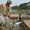 How a farmer get rich on Kinh Thay river