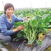 "Super clean" vegetables you can eat on the spot: An unique model of organic farm