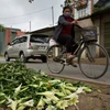 Hanoi: Farmers in Tay Tuu flower village face hardship in COVID-19 pandemic
