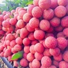 The sweet result after 20-year of cultivating lychee trees on the mountain