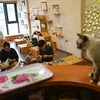 International press highlights a special cat cafe in Hanoi