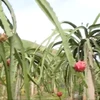 Planting dragon fruit: A prospective direction of Son La ethnic minorities