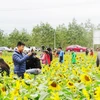Sunflower field lures tourists to Quang Binh
