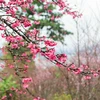 Cherry blossom festival returns to Dien Bien