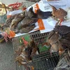 Wildlife conservation organisations call for closure of “bird hell”