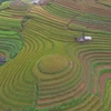 AFP unveils stunning beauty of Mu Cang Chai