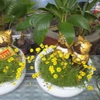 Tiger-shaped bonsai trees for Tet decorations