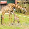 Nace una jirafa sudafricana en el zoo vietnamita