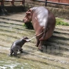 Hipopótamo sudafricano viene al mundo en zoo vietnamita
