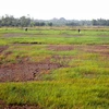  La progresiva salinización amenaza tierras de cultivo en Soc Trang