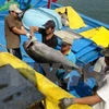 Firma nipona interesada en industria de atún oceánico vietnamita