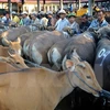 Vietnam, segundo mayor mercado de ganado vivo de Australia