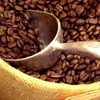  Pronostican baja productividad de café en cosecha 2015-2016