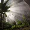 Fotos de Son Doong que parecen de un edén escondido 