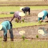 Busca subregión de Mekong reducir emisión de CO2 en cultivo arrocero