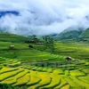 En fotos la temporada dorada de arrozales en Mu Cang Chai 