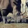 Cuerno artificial no previene caza ilegal de rinocerontes