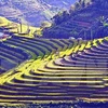 Terrazas vietnamitas entre 14 paisajes más surrealistas del mundo
