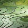 Foto de terrazas vietnamitas entre las más bellas de concurso mundial