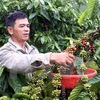 Disminuyen exportaciones agroforestales y pesqueras vietnamitas