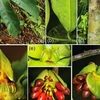 Descubren nuevas especies de flora en Khanh Hoa
