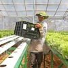 Vingroup invierte en agricultura con alta tecnología en Quang Ninh