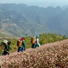 Alfombras de flores de alforfón cubren meseta rocosa Dong Van 