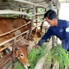 Empeñado Vietnam en elevar línea de pobreza