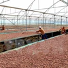 Vietnam y Japón cooperan en producción de chocolate