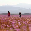 Chile: Flores brotan en el desierto más seco del mundo