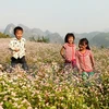  “Paraíso de flores de alforfón” en Vietnam ve alud de turistas