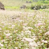 Abre sus puertas Festival de flores de alforfón en meseta Dong Van