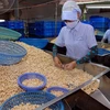Exportaciones vietnamitas de anacardo lograrán dos mil 500 millones USD