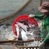 Inspección estadounidense a pescados vietnamitas es innecesaria, dice vocero