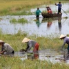 Más de 70 por ciento de empresas en Delta Mekong dañadas por cambio climático