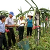 Acelera NinhBinh esfuerzos en construcción de nueva ruralidad