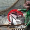 Busca Vietnam medidas para evitar interrupción de exportación de pescados a EE.UU.