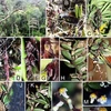 Descubren ocho nuevas especies de orquídea en Altiplanicie Occidental