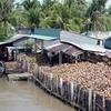Ben Tre: Productos de coco aportan 30 por ciento ingresos de exportaciones