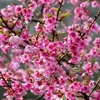 Cerezo japonés florece en provincia norvietnamita